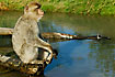 Barbary Macaque. Captive.