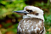 Photo ofLaughing kookaburra (Dacelo novaeguineae). Photographer: 