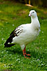Andean Goose. Captive.