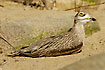 Stone Curlew. Captive.