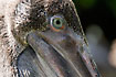 Close up of Brown Pelican. Captive.