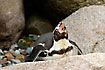 Humboldt Penguin. Captive.