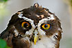 Portrait of Spectacled Owl. Captive.