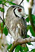 The african Southern White-faced Owl. Captive.