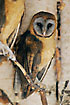 Ashy-faced Owl. Captive.