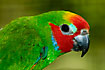 Double-eyed Fig Parrot, male. Captive.