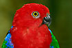 A Buru King-parrot, Alisterus amboinensis buruensis, male. A subspecies of the Moluccan King-parrot. Captive.