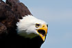 Portrait of Bald Eagle. Captive.