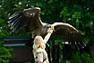 Young Andean Condor in a bird show i Walsrode Vogelpark. Captive.
