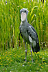 Shoebill, also known as Whale-headed Stork. Captive.