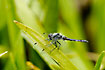 A male Black Darter on Water-soldier.