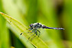 A male Black Darter on Water-soldier.