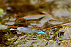 A male Small Red-eyed Damselfly.