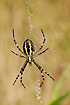 The underside of a Wasp Spider in its web with stabilimentum.