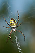 The Wasp Spider in its characteristic web with stabilimentum.