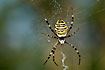 A Wasp Spider in its web with stabilimentum.