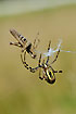 A Wasp Spider with a grasshopper in its web.