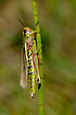 Large Marsh Grasshopper