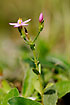 Photo ofCommon Centaury (Centaurium erythraea var. erythraea). Photographer: 