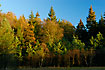A forest border by a forest lake in evening light. In autumn.