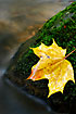 Morway Maple leaf in stream.
