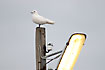 Ivory Gull, a very rare winter visitor in Denmark.