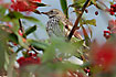 Black-throated Thrush. This young female Black-throated Thrush was found the 27th of January 2007 in central Copenhagen in a small green area next to the Zoological Museum. It is the 8th bird of this species found in Denmark.