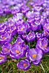 Crocus. A spring flower, common in many gardens.