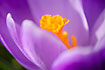 Crocus. A spring flower, common in many gardens.