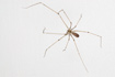 Daddy Long Legs Spider on a door frame. The long legs shows.