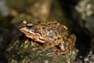 Adult Common Frog.