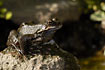Adult Common Frog.