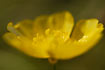 Foto af Bidende ranunkel (Ranunculus acris). Fotograf: 