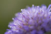 Close-up of Field Scabious.