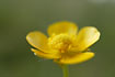Close-up of the flower of Meadow Buttercup.