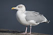 Herring Gull, adult winter.