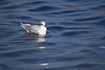 Photo ofMediterranean Gull (Larus melanocephalus). Photographer: 