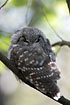 Tengmalms Owl also known as Boreal Owl.