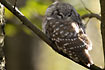 Tengmalms Owl also known as Boreal Owl.