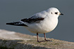 A Rosss Gull in its 1st winter plumage.
