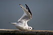 Photo ofRosss Gull (Rhodostethia rosea). Photographer: 