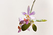 Keiki ("baby") on Phalaenopsis Orkide hybrid. Plant in culture.