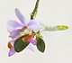 Keiki ("baby") on Phalaenopsis Orkide hybrid. Plant in culture. Technical data: Digital SLR, the image has been stitched from several images. Resolution 4000 x 3484 pixels. Print size 33,8 x 29,5 cm. at 300 dpi.