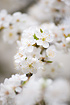 Flowers of the early flowering Cherry Plum.