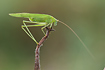 Photo ofSickle-bearing Bush-cricket (Phaneroptera falcata). Photographer: 