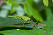 Photo ofSickle-bearing Bush-cricket (Phaneroptera falcata). Photographer: 