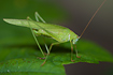 Photo ofSickle-bearing Bush-cricket (Phaneroptera falcata). Photographer: 
