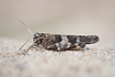 Foto af Blvinget rkengrshoppe (Oedipoda caerulescens). Fotograf: 
