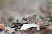 Foto af Blvinget steppegrshoppe (Sphingonotus caerulans). Fotograf: 