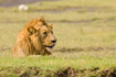 Resting male Lion